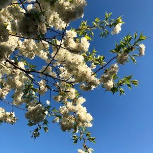 Meet your Posher, Kira